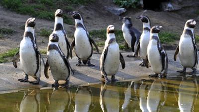 Panda, Gorilla & Co.: (152)
