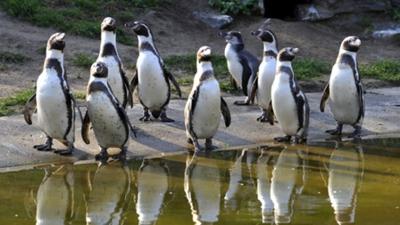 Panda, Gorilla und Co.: Panda, Gorilla & Co. (152)
