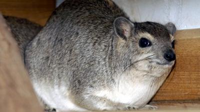 Panda, Gorilla und Co.: Panda, Gorilla & Co. (175)