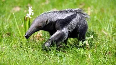 Panda, Gorilla und Co.: Panda, Gorilla & Co. (176)