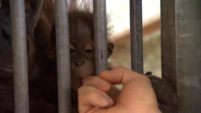 Panda, Gorilla und Co.: Panda, Gorilla & Co. (154)