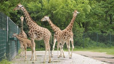 Panda, Gorilla und Co.: Panda, Gorilla & Co. (260)