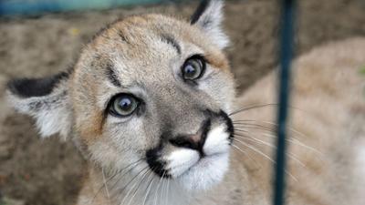 Panda, Gorilla und Co.: Panda, Gorilla & Co. (262)