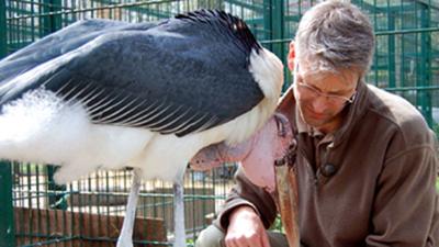 Panda, Gorilla und Co.: Panda, Gorill & Co. (178)