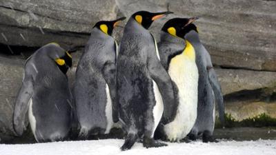 Panda, Gorilla und Co.: Panda, Gorilla & Co. (179)