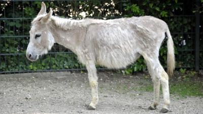 Panda, Gorilla und Co.: Panda, Gorilla & Co. (264)