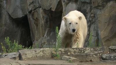 Panda, Gorilla & Co.: (100)