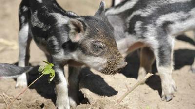 Panda, Gorilla und Co.: Panda, Gorilla & Co. (225)