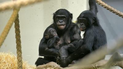 Panda, Gorilla & Co.: (307)