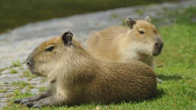 Panda, Gorilla und Co.: Panda, Gorilla & Co. (226)