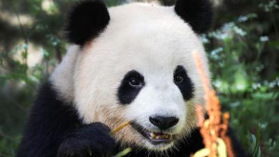 Panda, Gorilla & Co: (187)