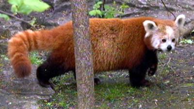 Panda, Gorilla & Co: (170)