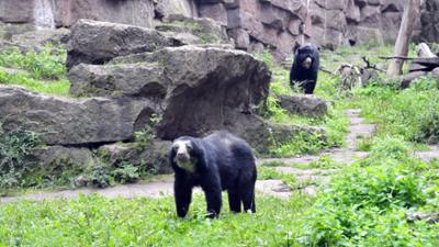 Panda, Gorilla & Co: - Shorties: Saubermachen (14)