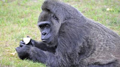 Panda, Gorilla & Co: (245)