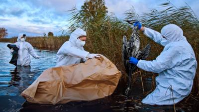 rbb24 Reportage: Vogelgrippe - Helfer am Limit?