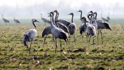 rbb24 spezial: Kranichsterben - Vogelgrippe breitet sich aus rbb24 spezial: Kranichsterben - Vogelgrippe breitet sich aus