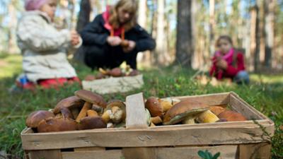 rbb Gartenzeit: Ab in die Pilze - suchen, sammeln, selbst anbauen