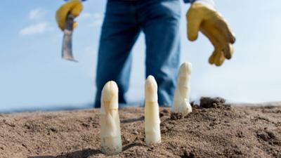 Spargel ohne Folie - Anders Ackern in Kalkwitz