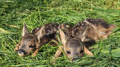 tier zuliebe: Wilde Tierkinder