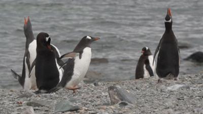 Verrückt nach Meer: Pinguinbaby in Not Verrückt nach Meer: Pinguinbaby in Not
