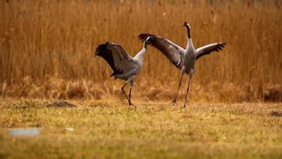 Vögel des Glücks - Kranichtreffen in Mitteldeutschland