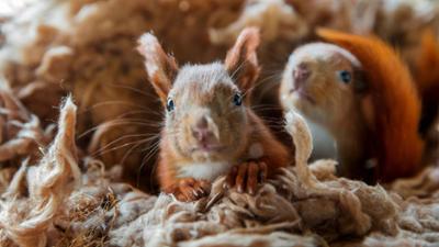 Wilde Berliner: Von badenden Hörnchen und luftigen Akrobaten (5)