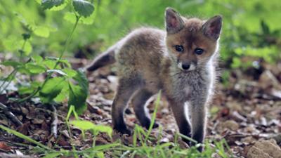 Wilde Berliner: Von kleinen Füchsen und schwärmenden Bienen (2)