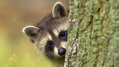 Wilde Berliner: Von cleveren Waschbären und scheuen Eichhörnchen (4)