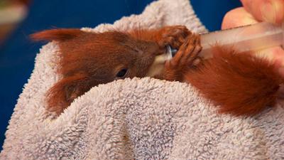 Wilde Berliner: Von kranken Igeln und jungen Eichhörnchen (1)