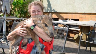 Wilde Berliner: Von flinken Mauerseglern und zahmen Wildschweinen (3)