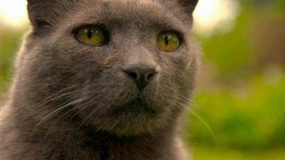 Wilde Miezen: Katzen allein unterwegs