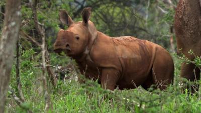 Wildes Südafrika: Das Abenteuer