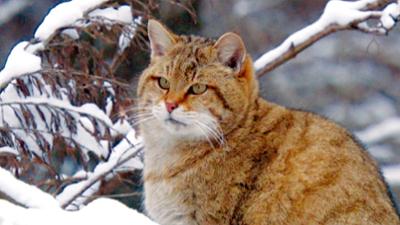 Wildkatzen - Versteckt in Deutschlands Wäldern: Wildkatzen ? Versteckt in Deutschlands Wäldern