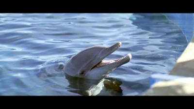 Bernie, der Delfin: Ein Sommer voller Abenteuer