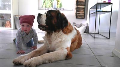 Die großen Hunde - Mit Martin Rütter: Folge 1