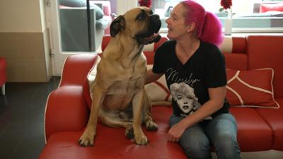 Die großen Hunde - Mit Martin Rütter: Folge 1