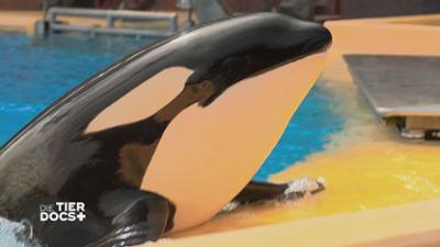 Die Tier-Docs! Pfotenhelden mit Herz: Routine-Untersuchung bei einer geretteten Orca-Mama