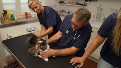 Die Tier-Docs! Pfotenhelden mit Herz: Staffel 2 Folge 5 Fieber bei Kater Tiger