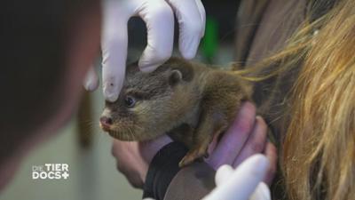 Die Tier-Docs! Pfotenhelden mit Herz: Staffel 2 Folge 16 Die Otter sind los! Die Tier-Docs! Pfotenhelden mit Herz: Staffel 2 Folge 16 Die Otter sind los!
