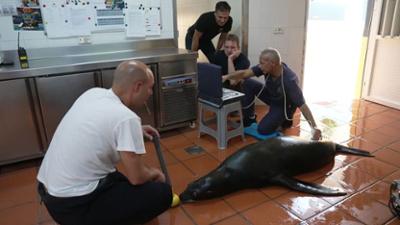 Die Tier-Docs! Pfotenhelden mit Herz: Staffel 2 Folge 10 Ist Seelöwin Brisa schwanger? Die Tier-Docs! Pfotenhelden mit Herz: Staffel 2 Folge 10 Ist Seelöwin Brisa schwanger?