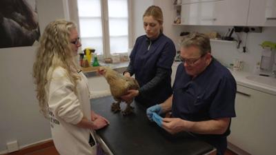 Die Tier-Docs! Pfotenhelden mit Herz: Ein humpelndes Huhn sorgt für Aufsehen Die Tier-Docs! Pfotenhelden mit Herz: Ein humpelndes Huhn sorgt für Aufsehen
