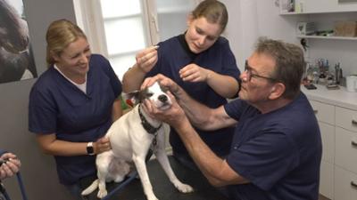 Die Tier-Docs! Pfotenhelden mit Herz: Geschwollenes Auge beim Bulldoggen-Mix Elliot Die Tier-Docs! Pfotenhelden mit Herz: Geschwollenes Auge beim Bulldoggen-Mix Elliot