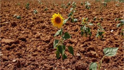 Frühstücksfernsehen: EU-Beobachtungsstelle besorgt: Schlimmste Dürre seit 500 Jahren Frühstücksfernsehen: EU-Beobachtungsstelle besorgt: Schlimmste Dürre seit 500 Jahren