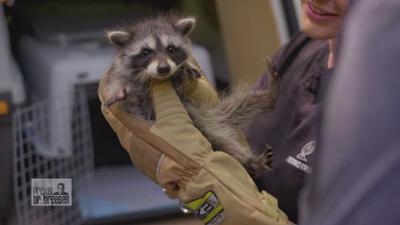 Praxis Dr. Dreesen - Ein Hof für Tiere: Fellpflege bei Waschbär-Baby Lotte