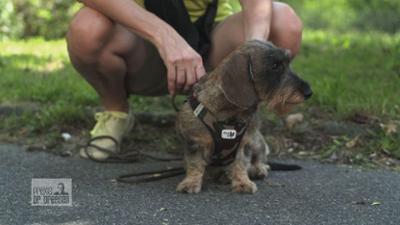 Praxis Dr. Dreesen - Ein Hof für Tiere: Schwebt Dackel-Dame Charlotte in Lebensgefahr?