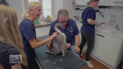 Praxis Dr. Dreesen - Ein Hof für Tiere: Kater Nicki begeistert mit seinen Kunststücken