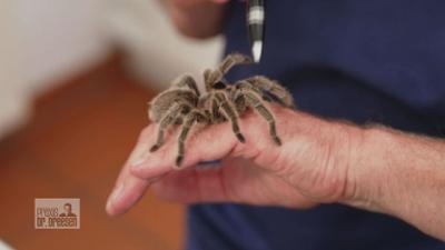 Praxis Dr. Dreesen - Ein Hof für Tiere: Krabbeliger Besuch bei Dr. Dreesen