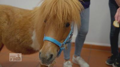 Praxis Dr. Dreesen - Ein Hof für Tiere: Staffel 9 Folge 8 Endoskopie bei Pony Willi