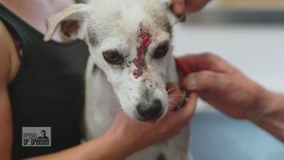 Praxis Dr. Dreesen - Ein Hof für Tiere: Schnitzverletzung bei Rüde Snoopy