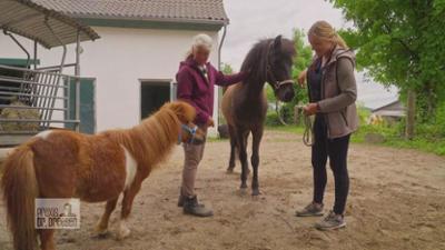 Praxis Dr. Dreesen - Ein Hof für Tiere: Einzug der Ponys Sky und Willi nach Gut Herrenhöhe